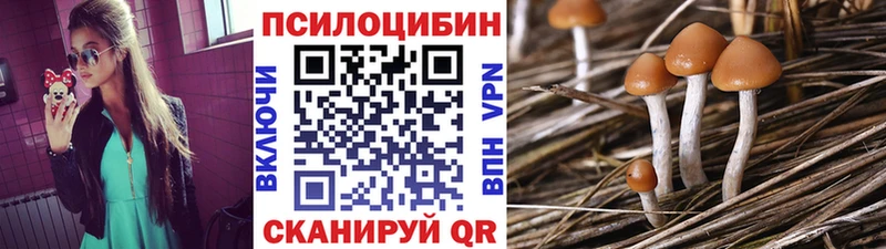 Галлюциногенные грибы Cubensis  как найти закладки  Гатчина 